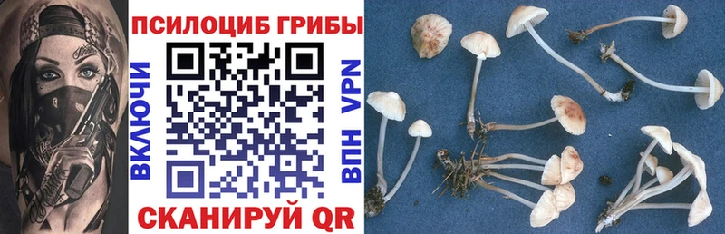 Псилоцибиновые грибы Cubensis  цена   Тотьма 